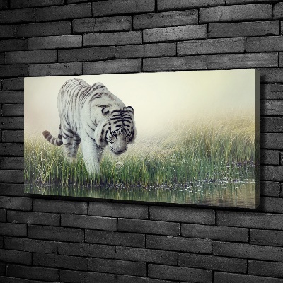 Tableau photo sur toile Tigre blanc