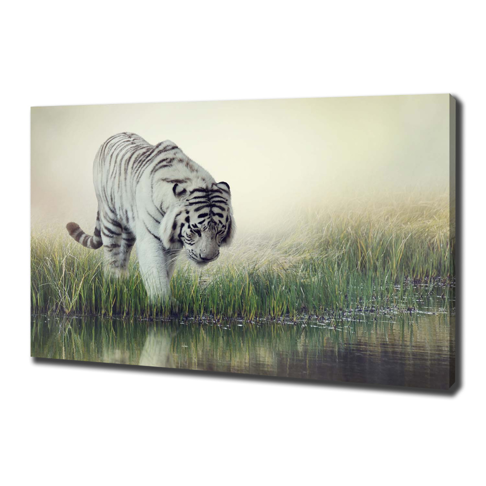 Tableau photo sur toile Tigre blanc