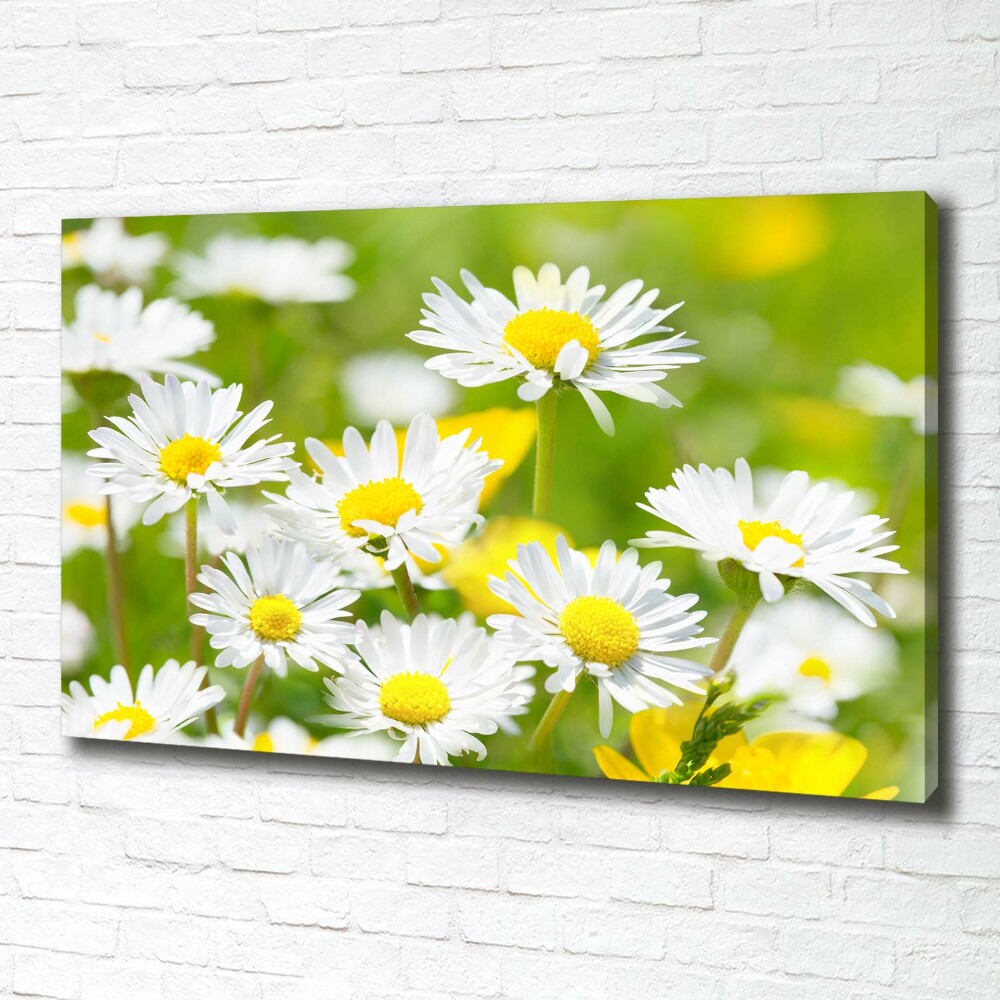 Tableau sur toile Marguerite