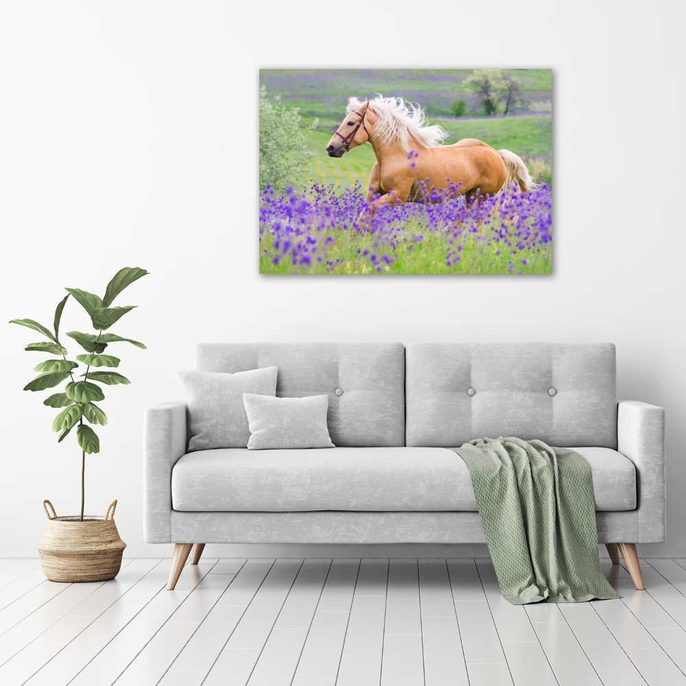 Tableau mural sur toile Cheval dans un champ de lavande