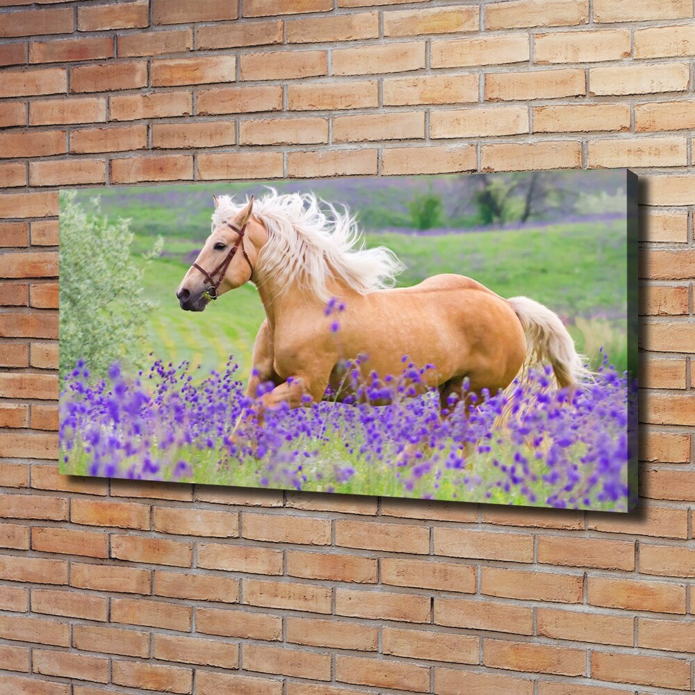 Tableau mural sur toile Cheval dans un champ de lavande