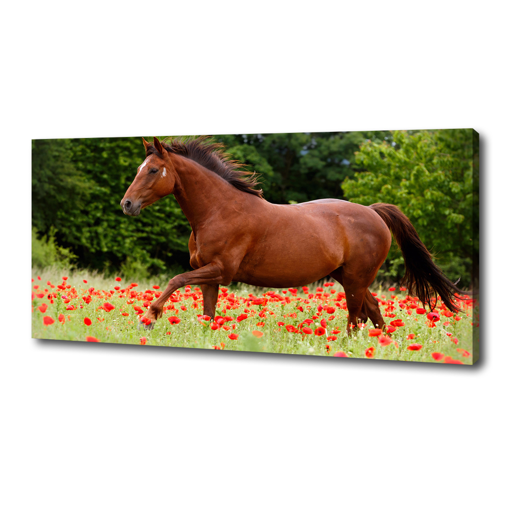 Tableau imprimé sur toile Cheval dans un champ de coquelicots