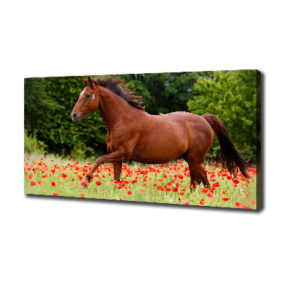 Tableau imprimé sur toile Cheval dans un champ de coquelicots