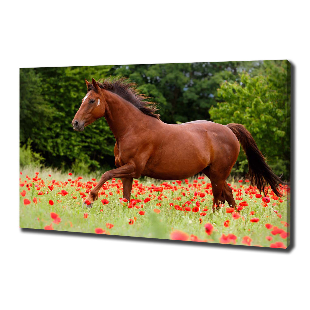 Tableau imprimé sur toile Cheval dans un champ de coquelicots