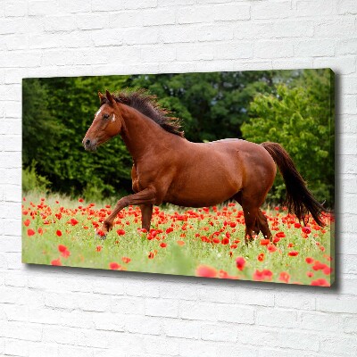 Tableau imprimé sur toile Cheval dans un champ de coquelicots