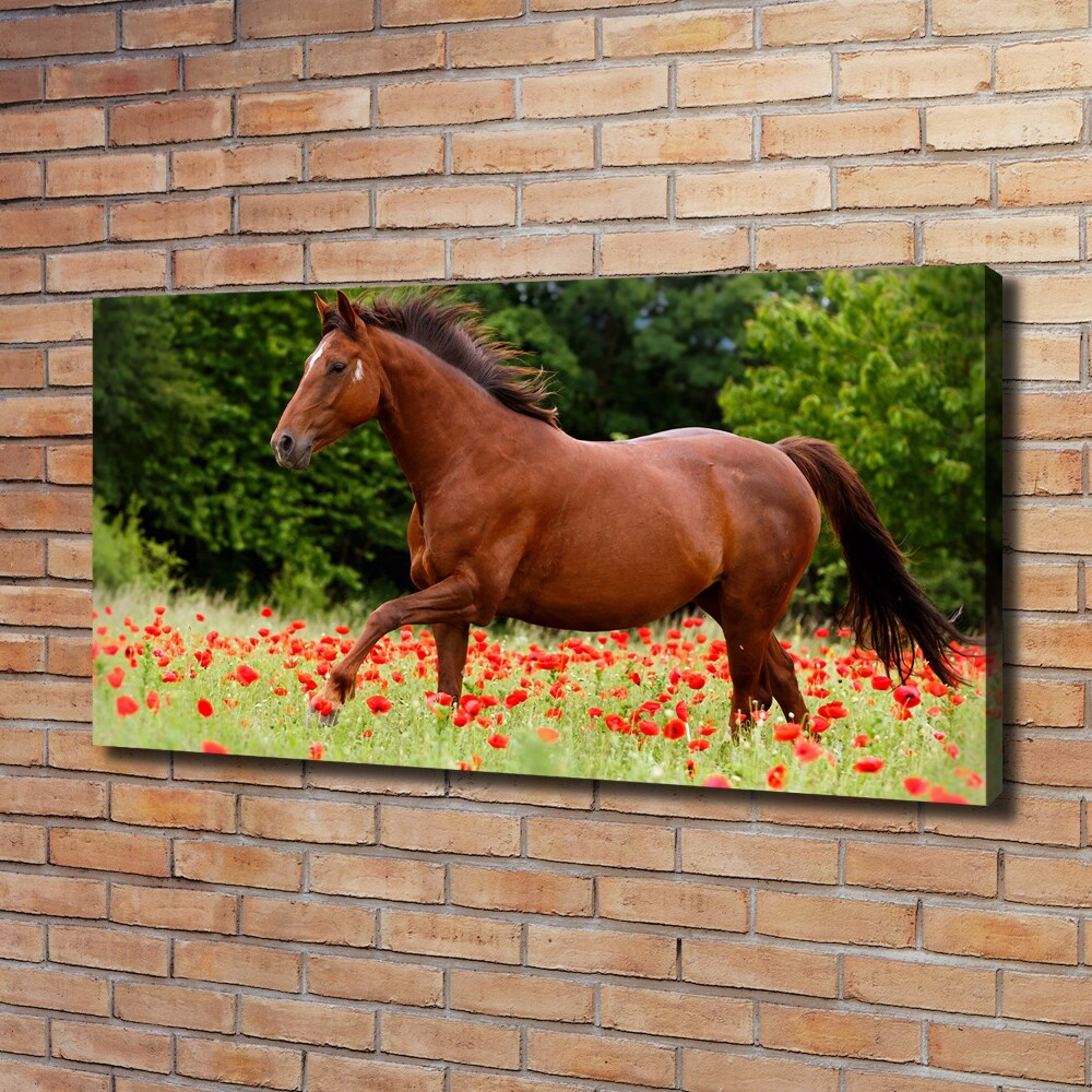 Tableau imprimé sur toile Cheval dans un champ de coquelicots