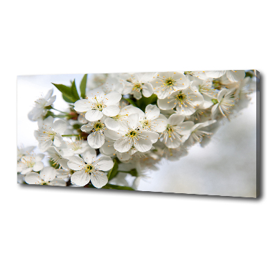 Tableau photo sur toile Fleurs de cerisier