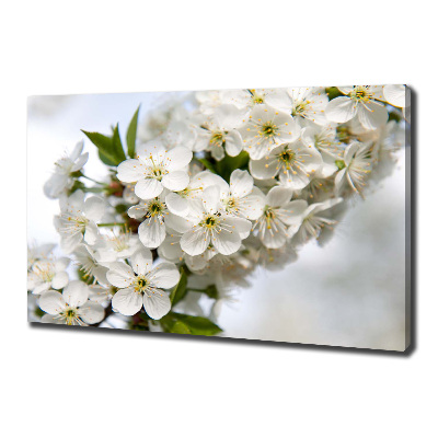 Tableau photo sur toile Fleurs de cerisier