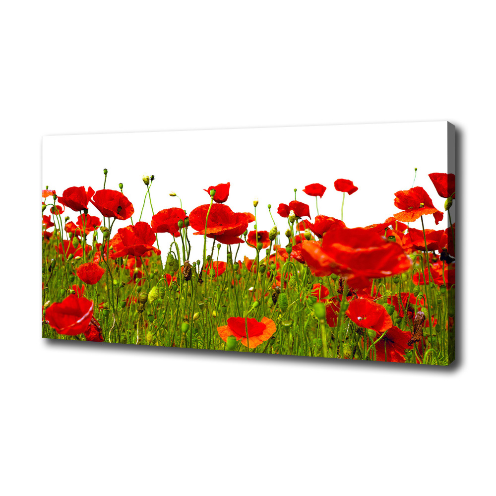 Tableau sur toile Coquelicots des champs