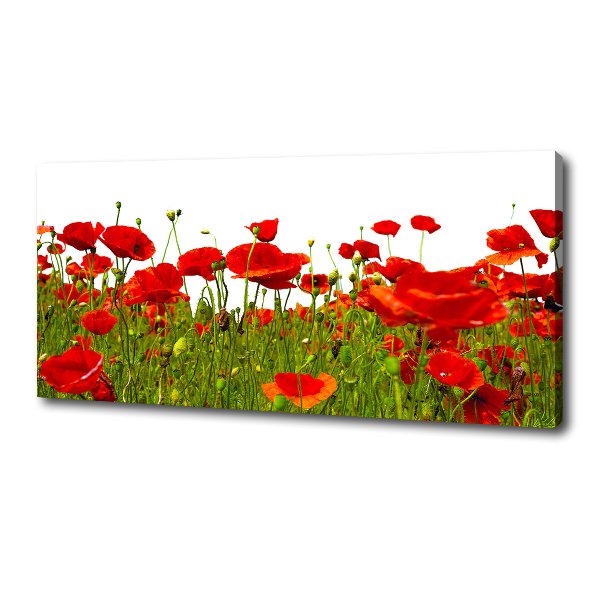 Tableau sur toile Coquelicots des champs