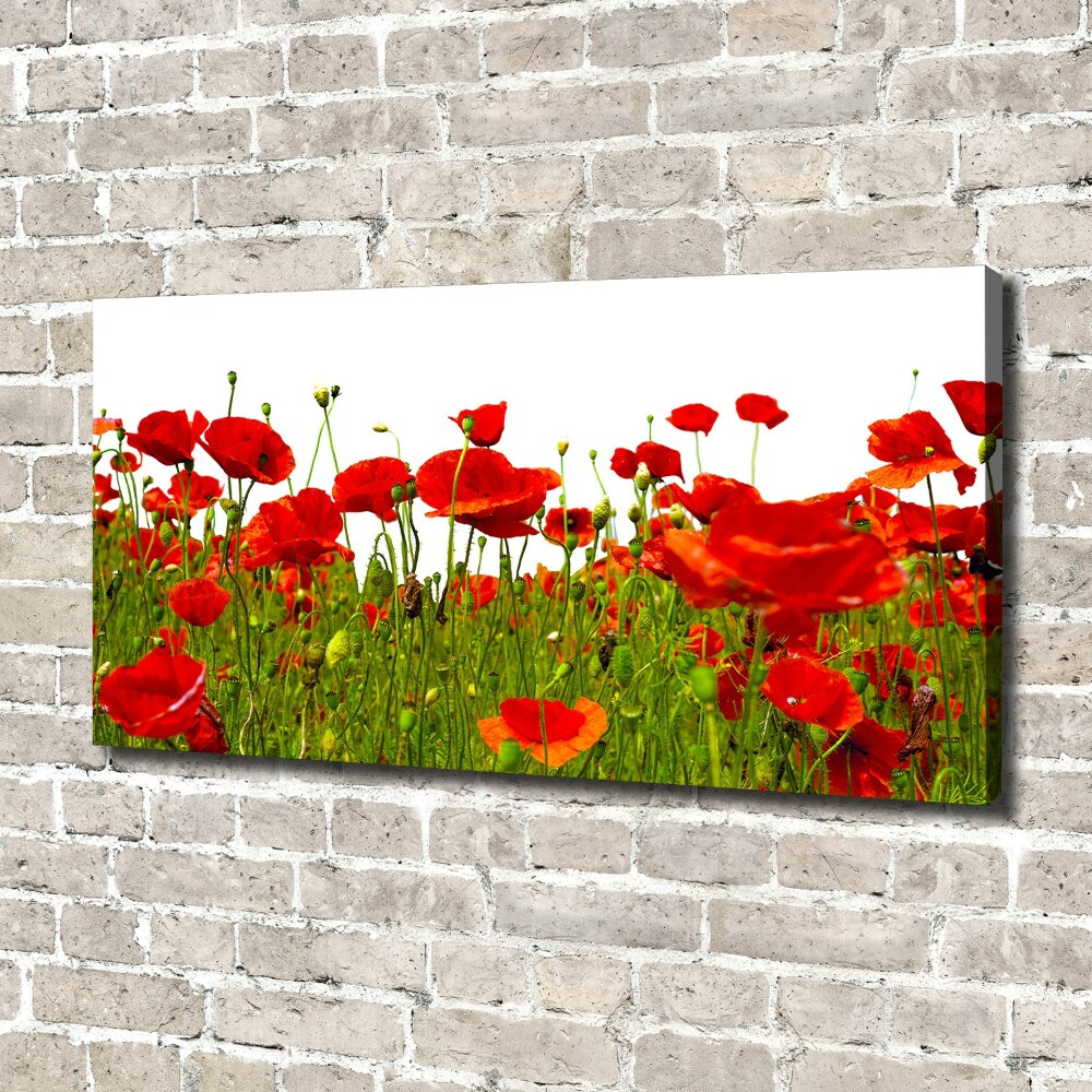 Tableau sur toile Coquelicots des champs