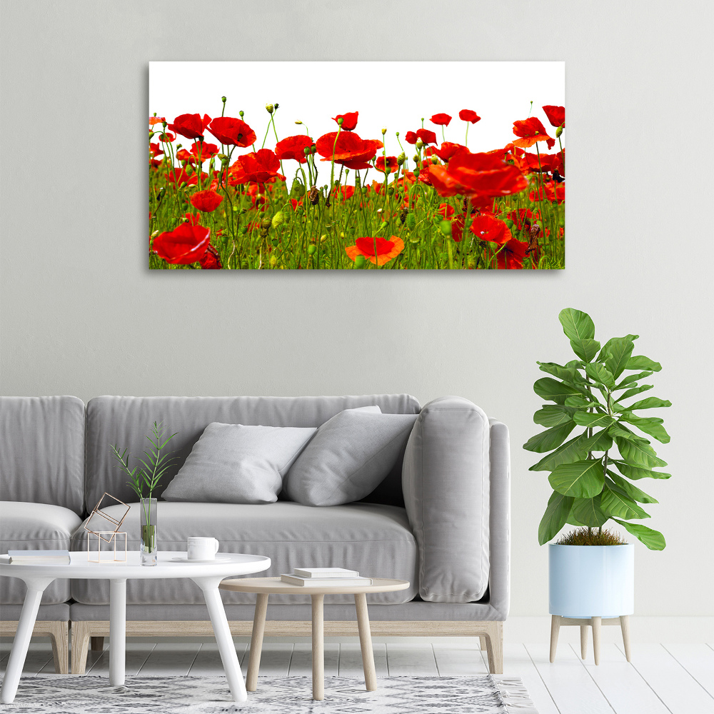 Tableau sur toile Coquelicots des champs