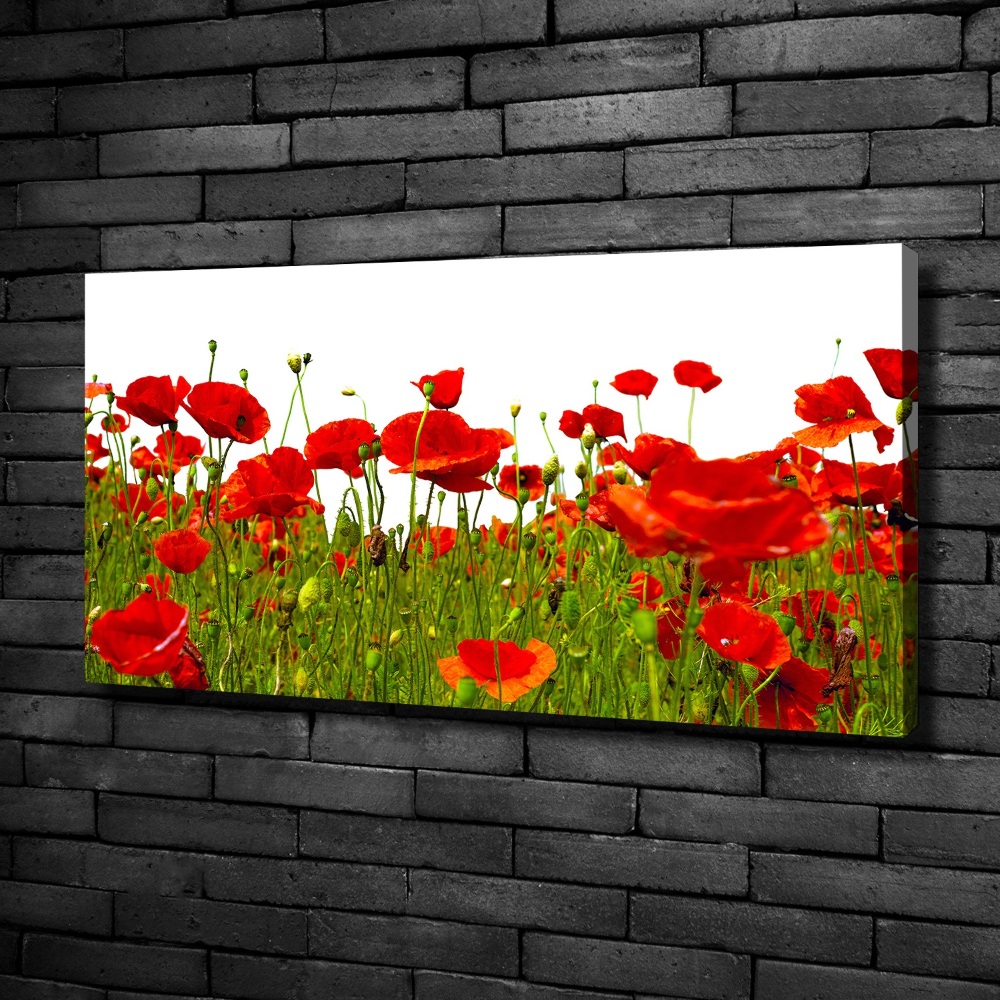 Tableau sur toile Coquelicots des champs