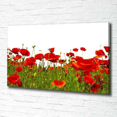 Tableau sur toile Coquelicots des champs