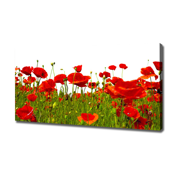 Tableau sur toile Coquelicots des champs