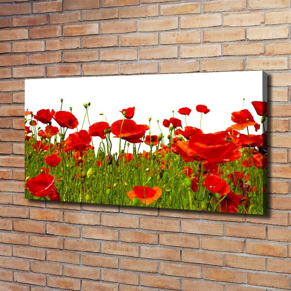 Tableau sur toile Coquelicots des champs