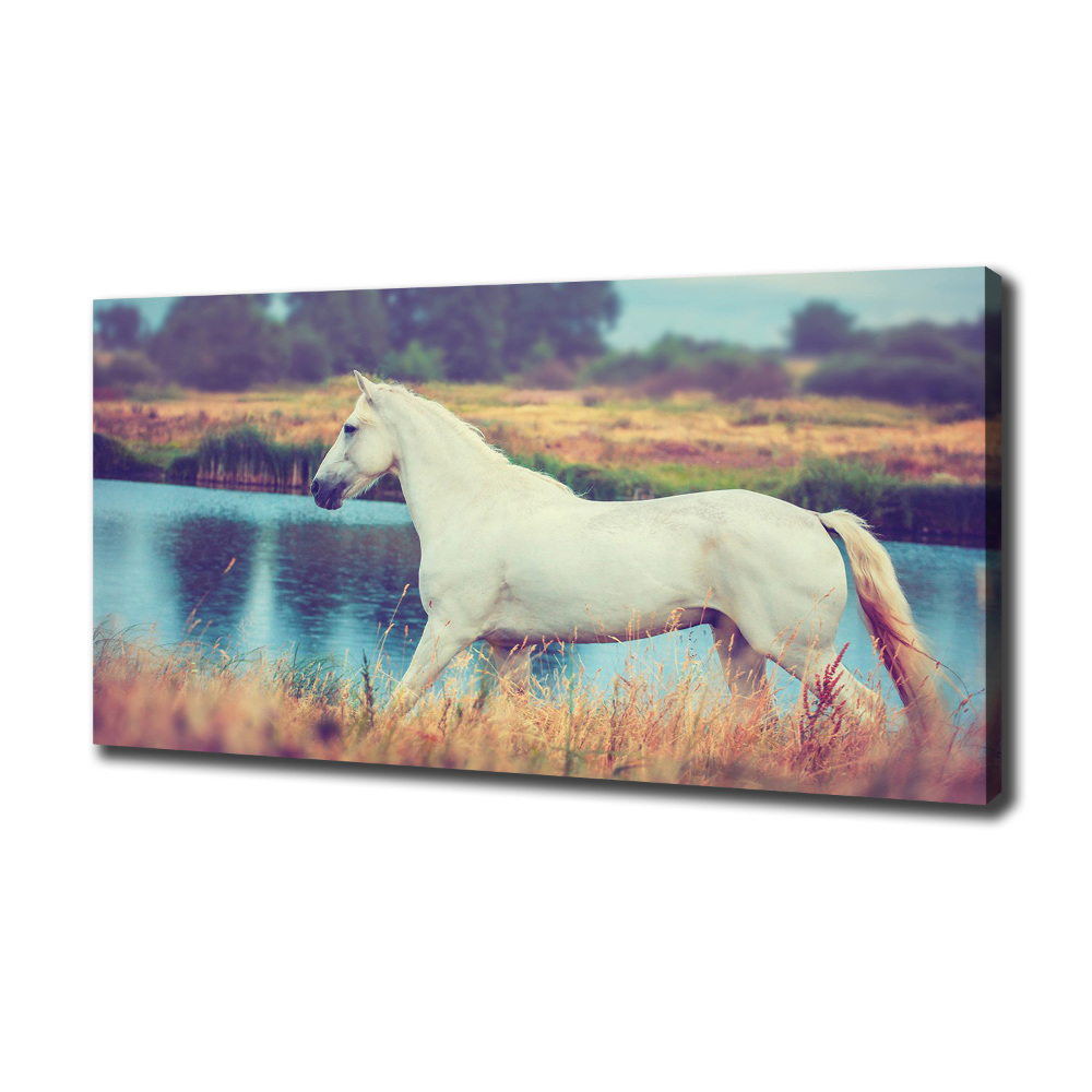 Tableau mural sur toile Cheval blanc lac