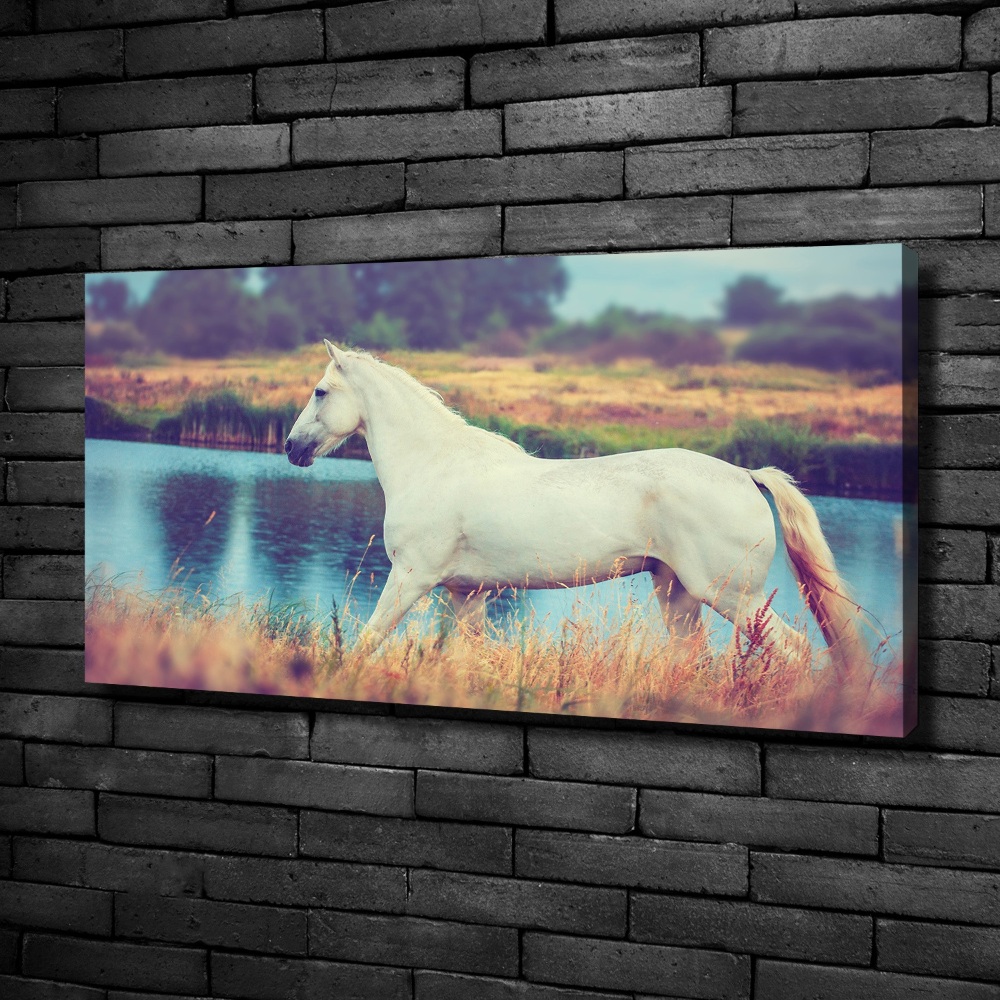 Tableau mural sur toile Cheval blanc lac