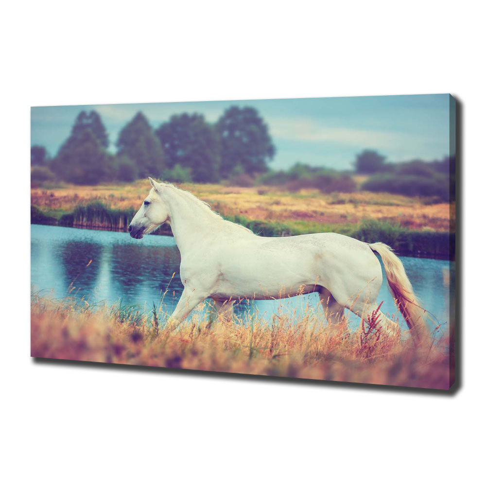 Tableau mural sur toile Cheval blanc lac