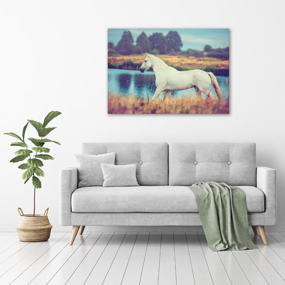 Tableau mural sur toile Cheval blanc lac