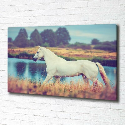 Tableau mural sur toile Cheval blanc lac