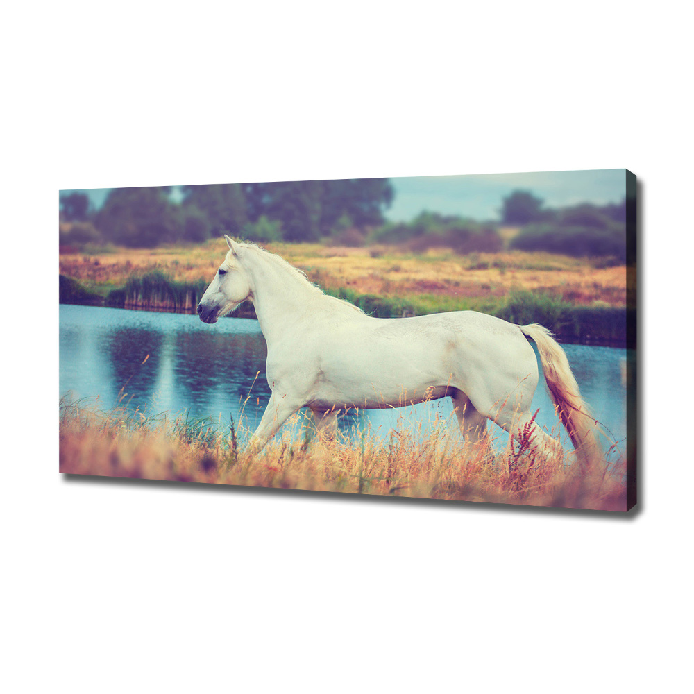 Tableau mural sur toile Cheval blanc lac