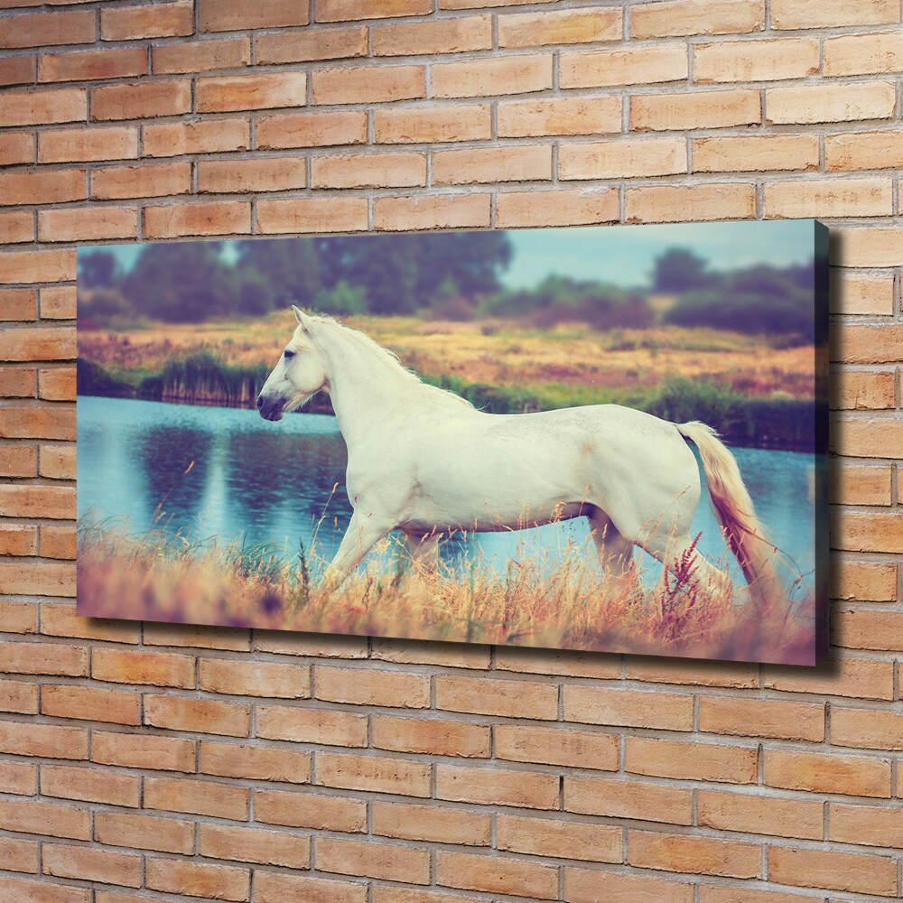 Tableau mural sur toile Cheval blanc lac