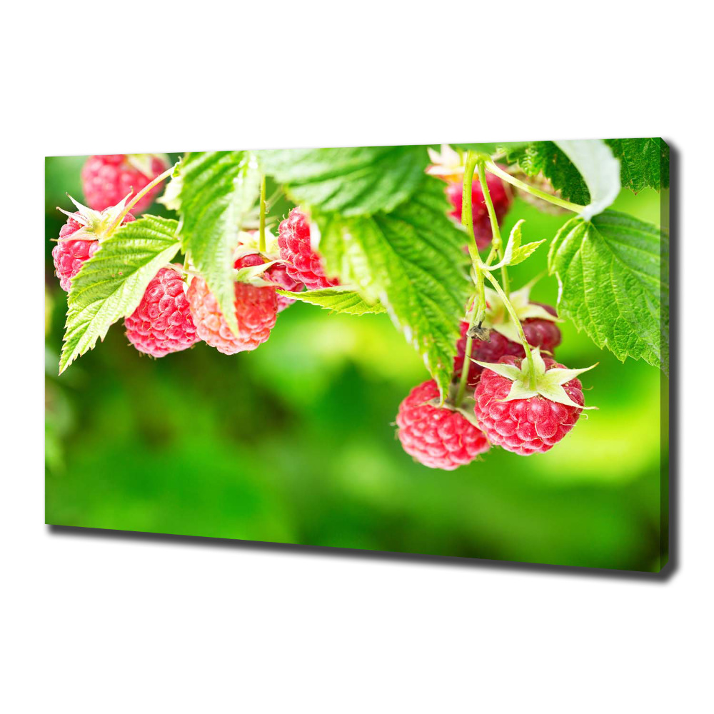 Tableau imprimé sur toile Framboises dans le jardin