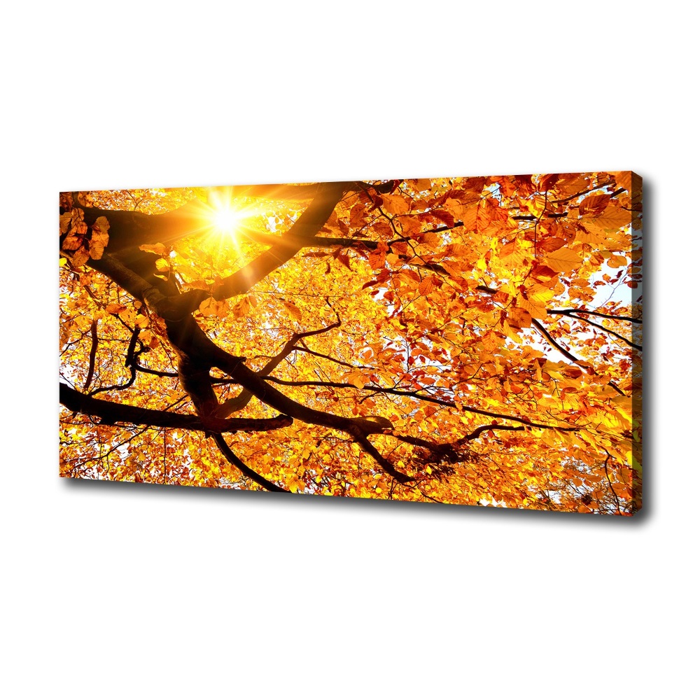 Tableau mural sur toile Couronne d'arbres en automne