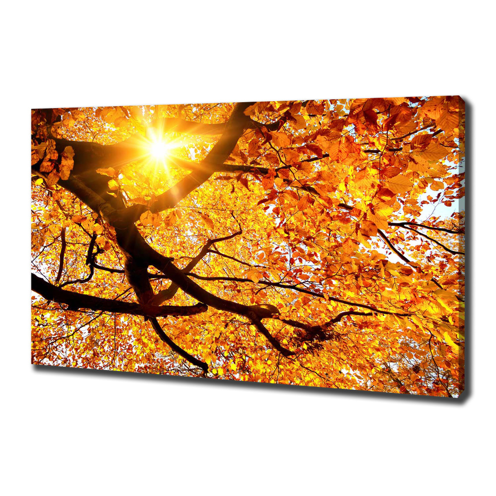 Tableau mural sur toile Couronne d'arbres en automne