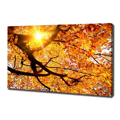 Tableau mural sur toile Couronne d'arbres en automne