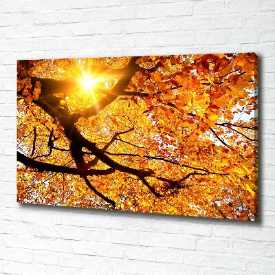 Tableau mural sur toile Couronne d'arbres en automne