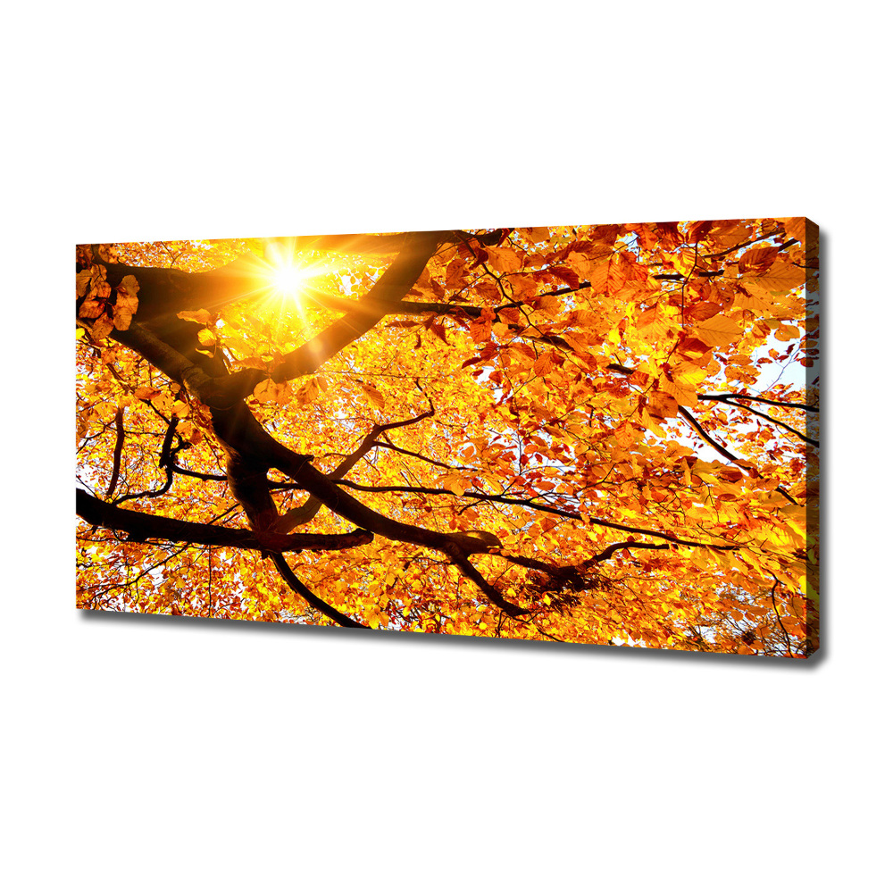 Tableau mural sur toile Couronne d'arbres en automne