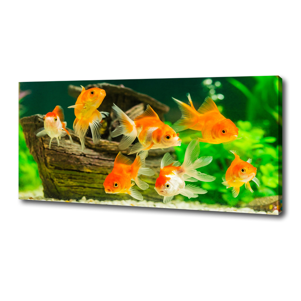 Tableau photo sur toile Poisson rouge