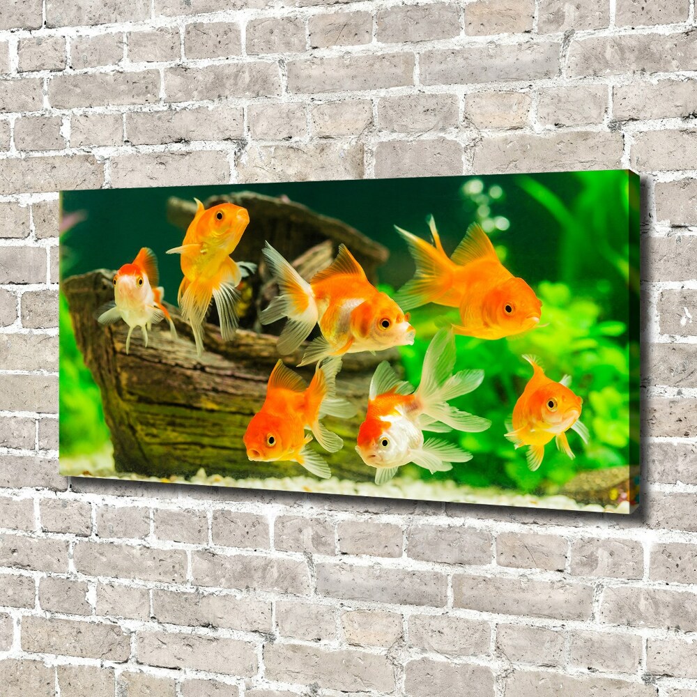 Tableau photo sur toile Poisson rouge