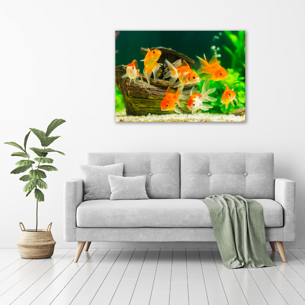 Tableau photo sur toile Poisson rouge