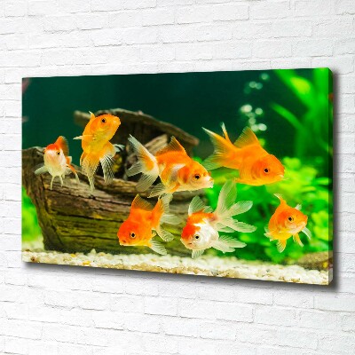 Tableau photo sur toile Poisson rouge