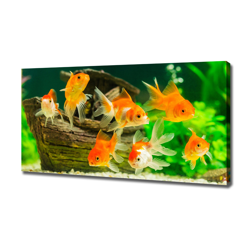 Tableau photo sur toile Poisson rouge