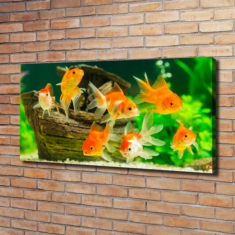 Tableau photo sur toile Poisson rouge