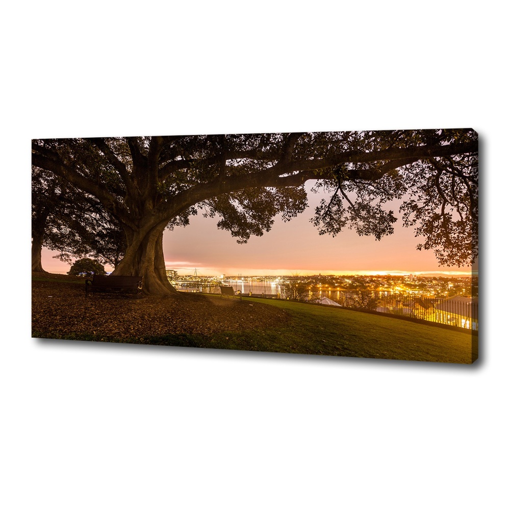 Tableau photo sur toile Vieil arbre