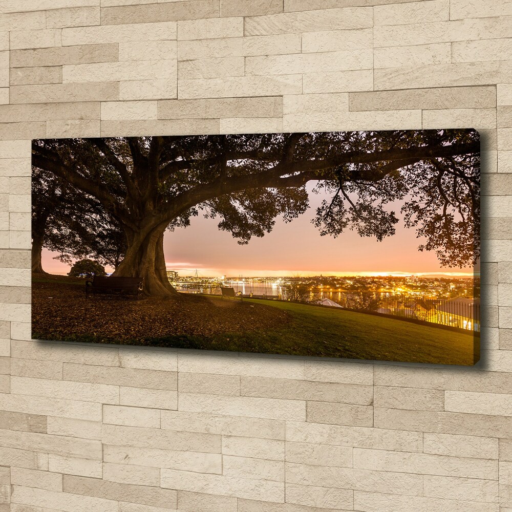 Tableau photo sur toile Vieil arbre