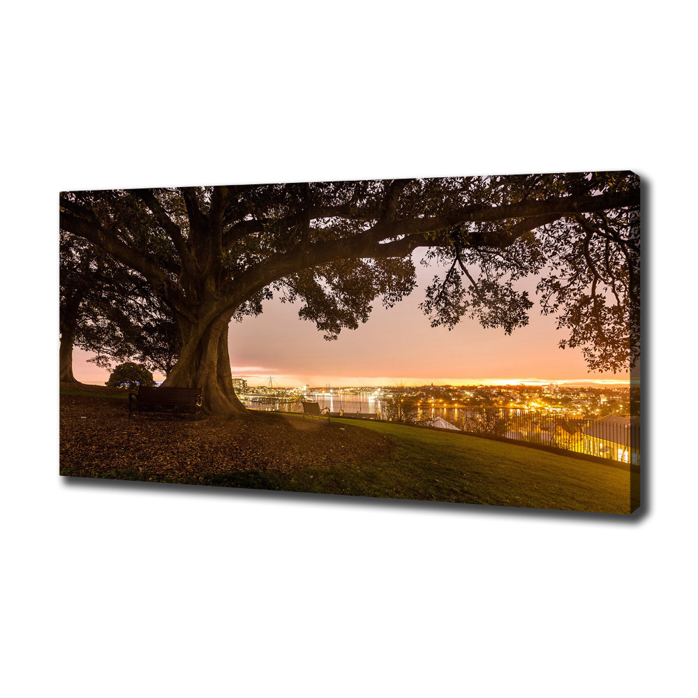 Tableau photo sur toile Vieil arbre