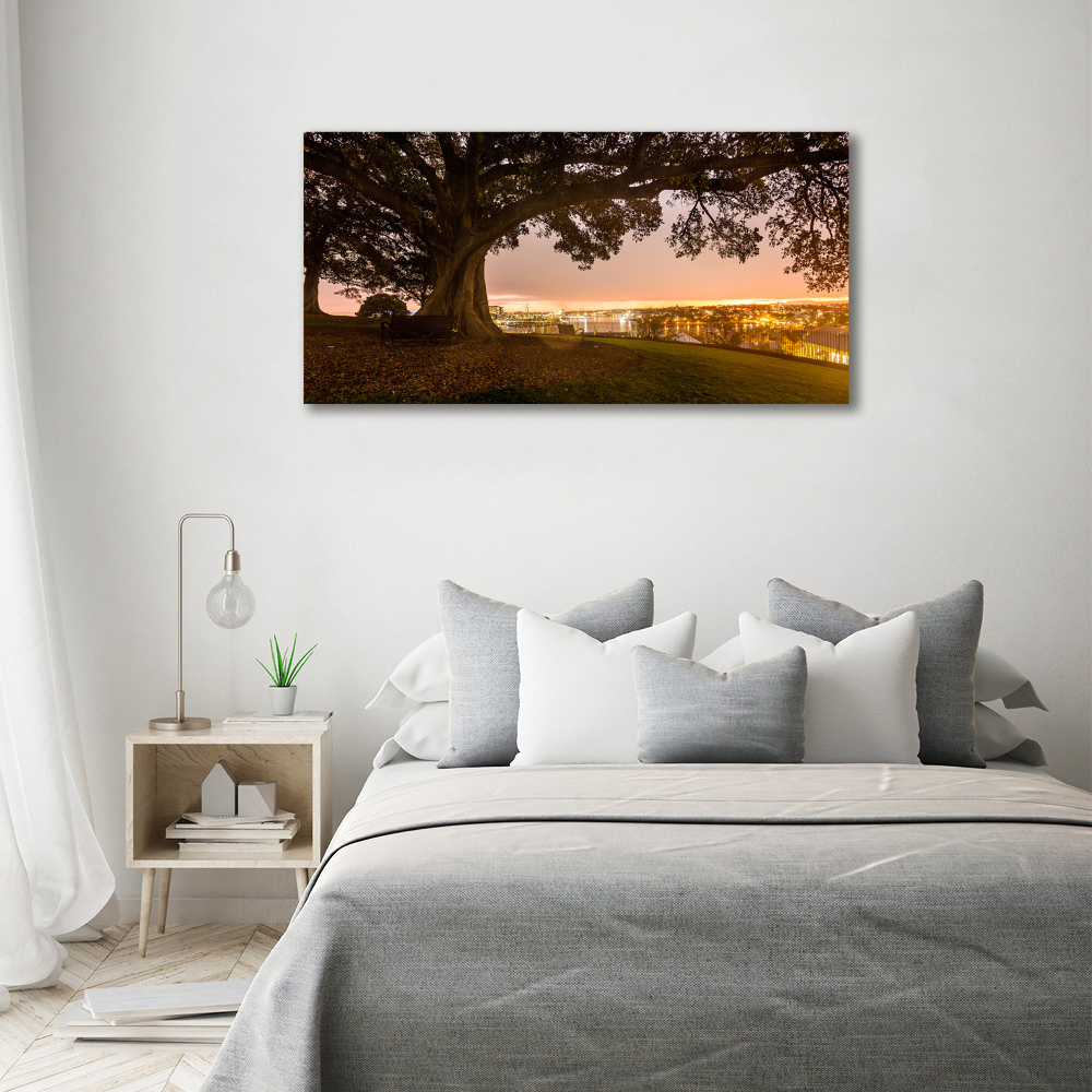 Tableau photo sur toile Vieil arbre