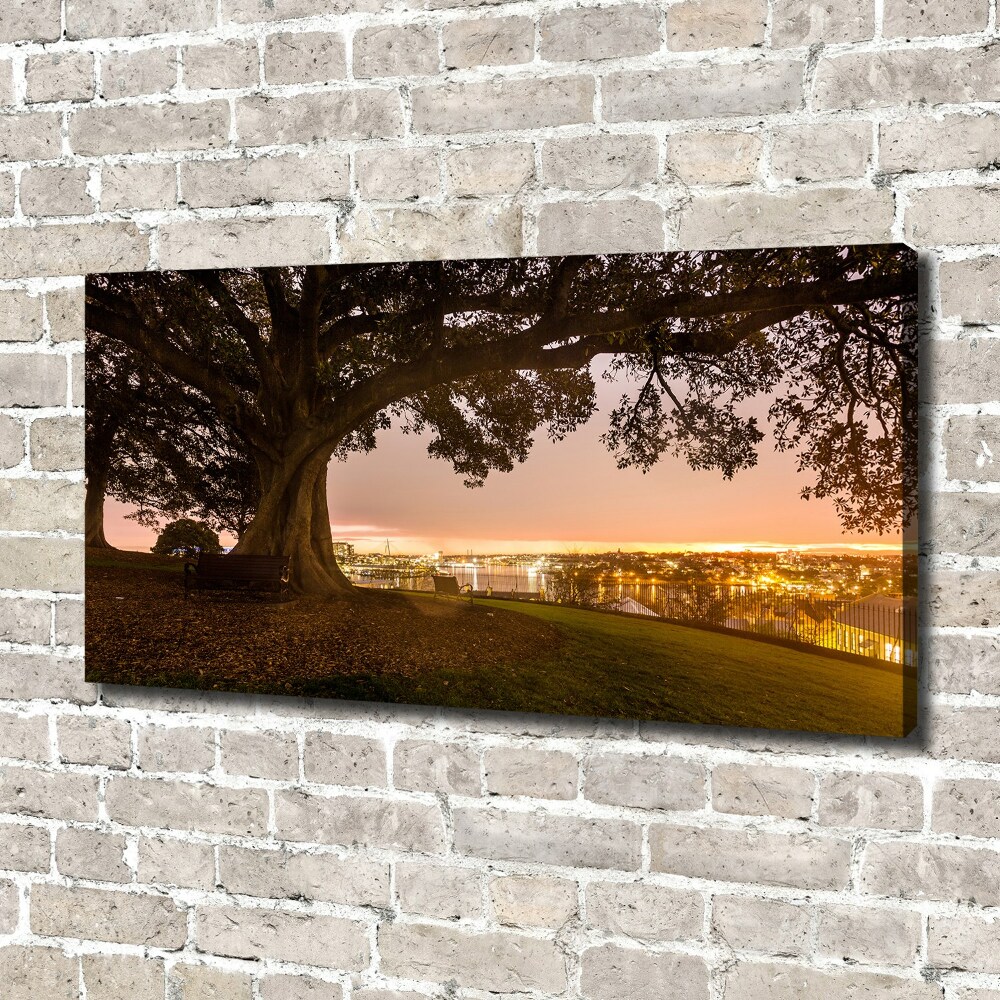 Tableau photo sur toile Vieil arbre