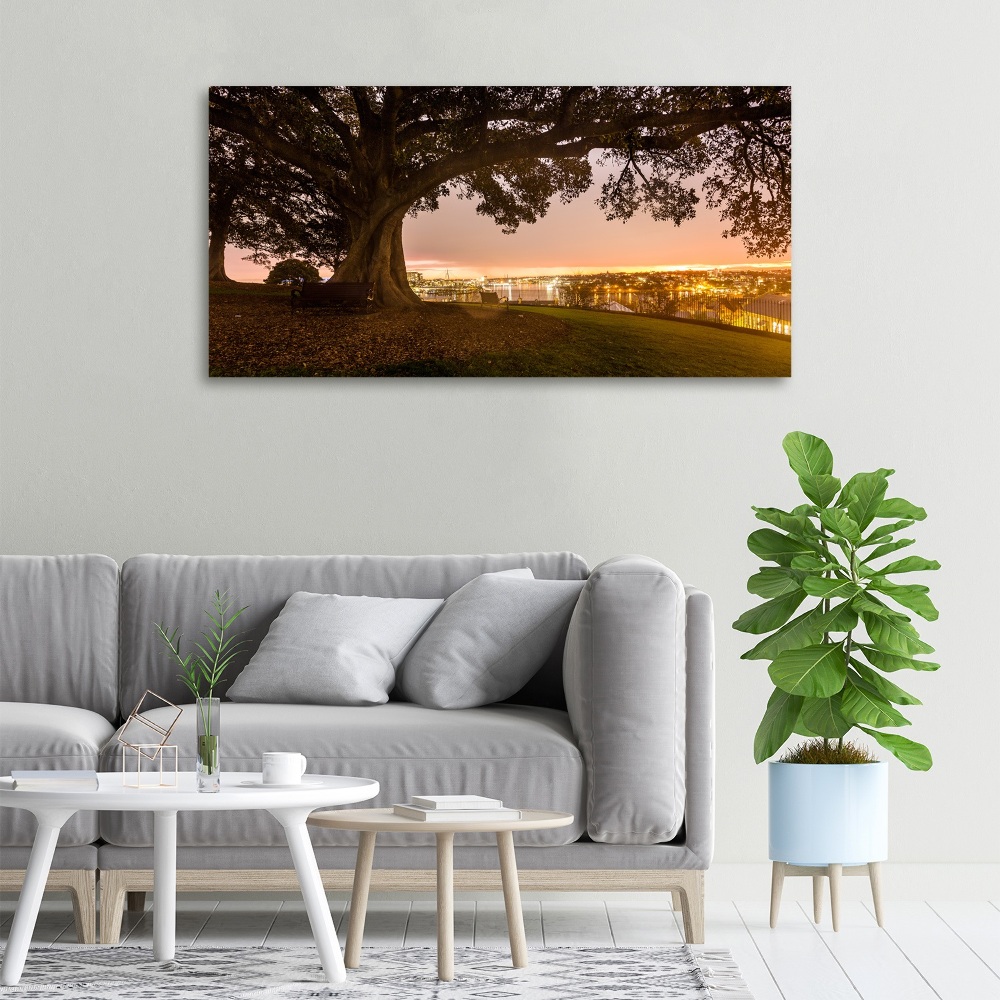 Tableau photo sur toile Vieil arbre