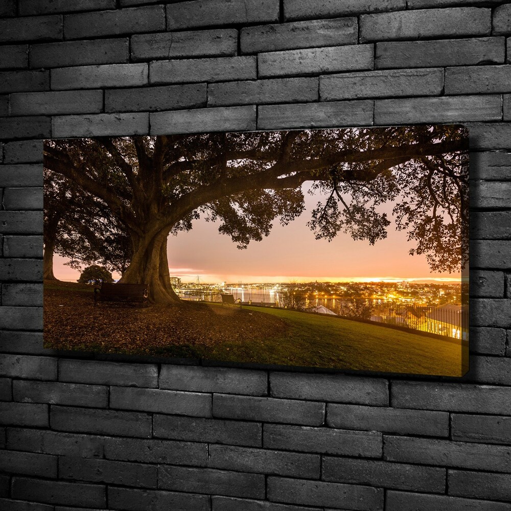 Tableau photo sur toile Vieil arbre