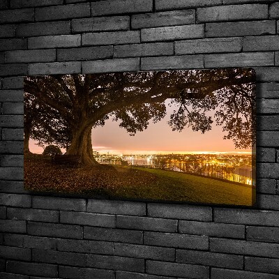 Tableau photo sur toile Vieil arbre