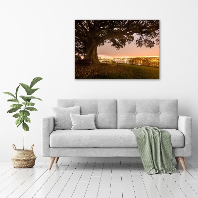 Tableau photo sur toile Vieil arbre