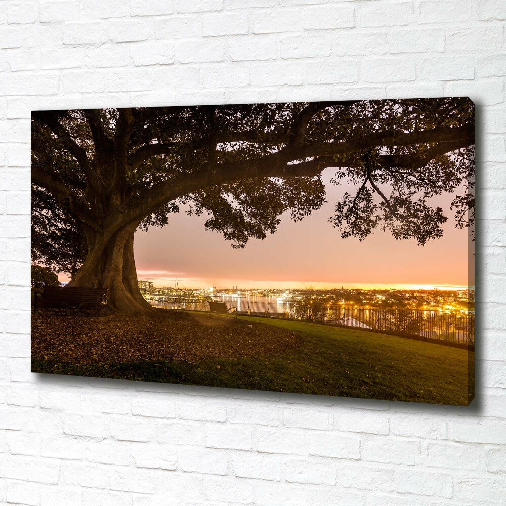 Tableau photo sur toile Vieil arbre