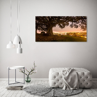 Tableau photo sur toile Vieil arbre